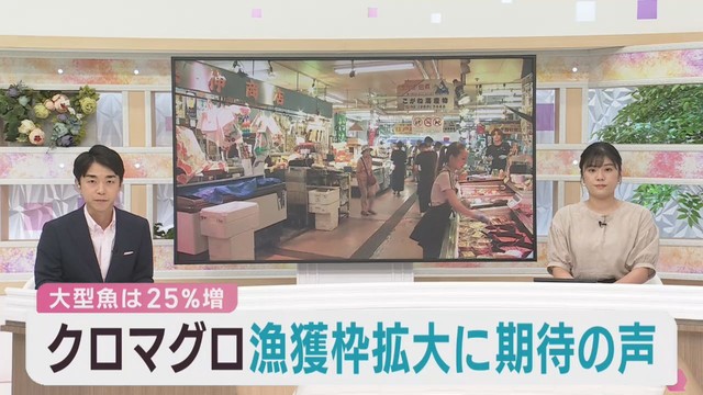 クロマグロ漁獲枠拡大　関係者から期待の声
