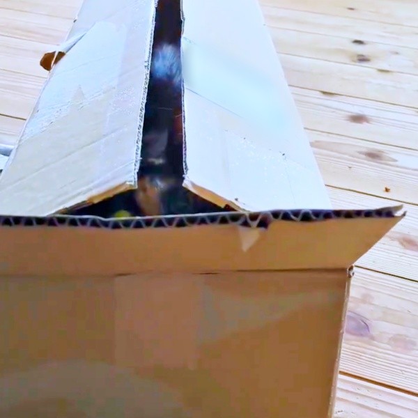 段ボール箱の中から様子をうかがうみたらしちゃん（画像提供：少年さん）