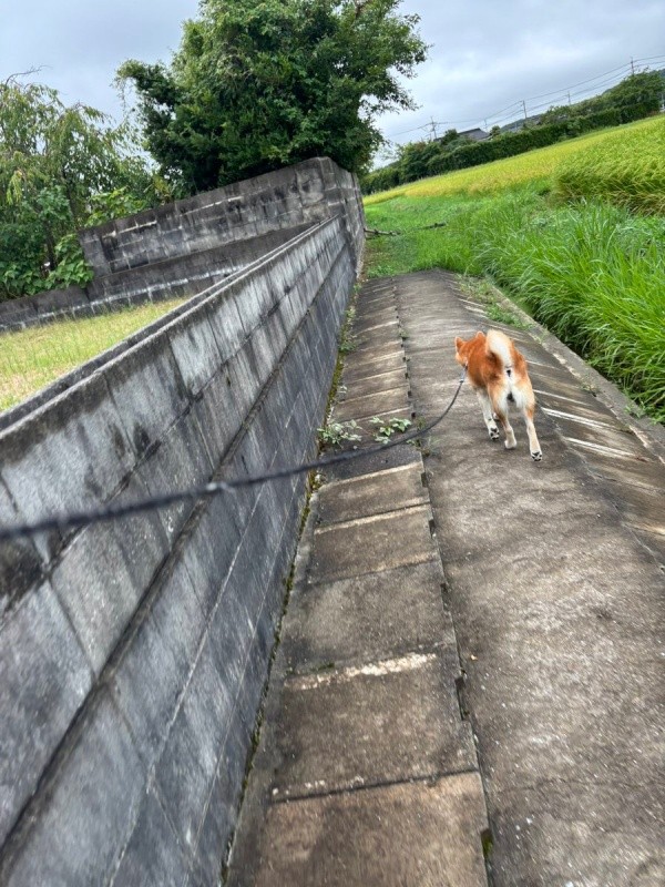 スタートの庭（左）と、ダイブする田んぼ（右）（画像提供：柴犬ティーくん＆パパさん）