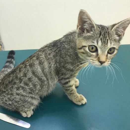 保護１カ月め病院で　（提供写真）