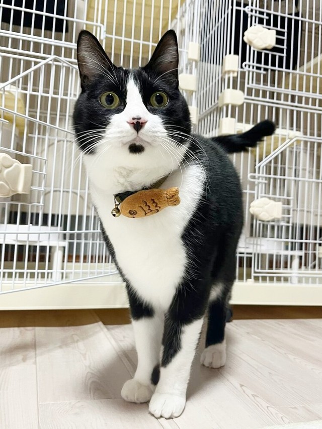 飼い主さんを見上げるたいやきくん（画像提供：みりん たいやきさん）