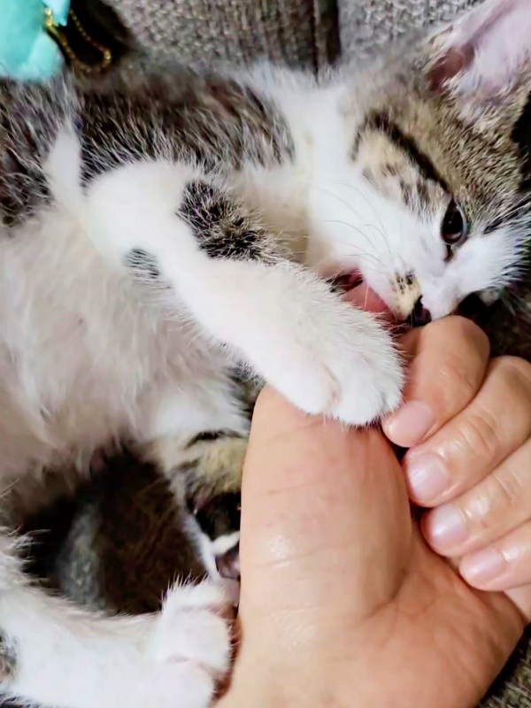 甘えたいときは飼い主さんの指をチュパチュパ吸うたいちょうくん（画像提供：井上 えりさん）