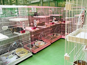 市営住宅から猫４５匹保護　愛護センター「満杯」で困った！