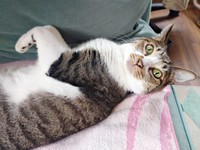 ゴロンと寝そべるティダさん（画像提供：むうむうとネコさん）