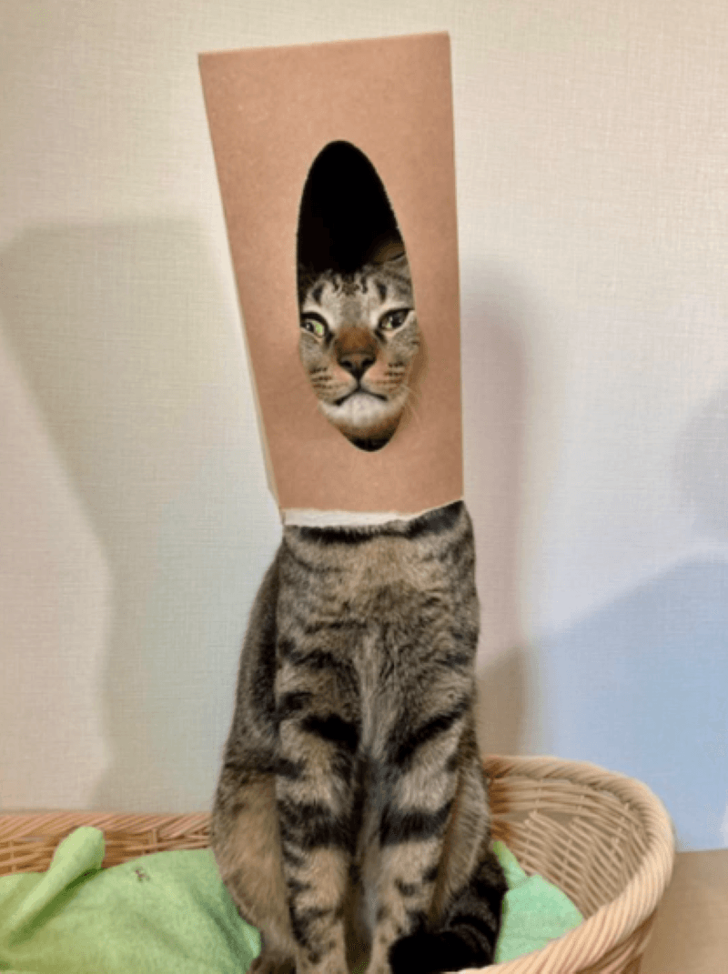顔出しパネルならぬ“ネコ出しパネル”。壁の穴も、こうしてのぞき込んだのか？（画像提供：kiriparaさん）