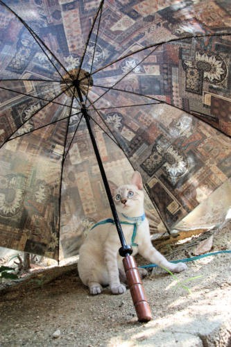 ソラ初めての庭散歩
