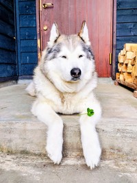 お散歩拒否中のハウルくん（画像提供：ゆきまるさん）