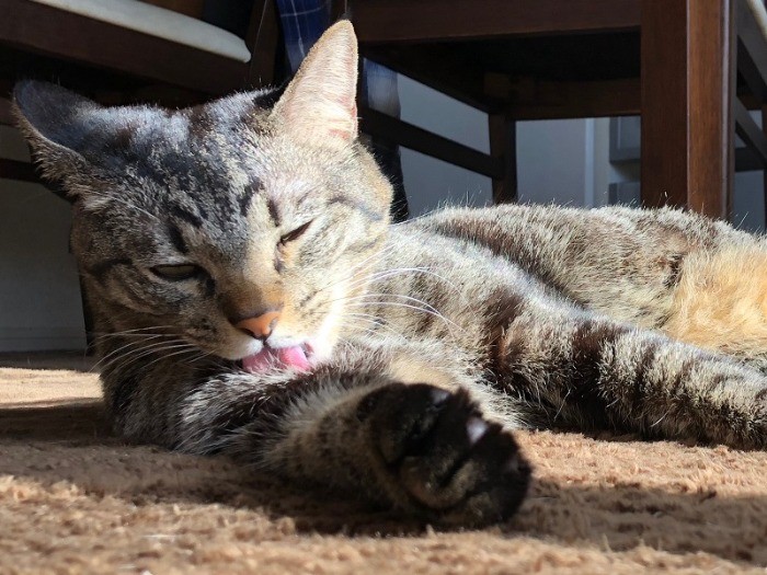 まどろみながら毛づくろい