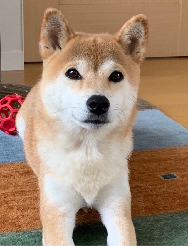 穏やかで優しいももちゃん（提供写真）