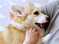 撫でられて嬉しそうなあんずちゃん（画像提供：ばなななさん）
