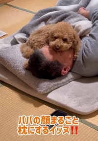 お父さんの“顔面”をまるごと枕にしてくつろぐトイプードルのちゃこたろうくん（飼い主さん提供、Instagramよりキャプチャ撮影）
