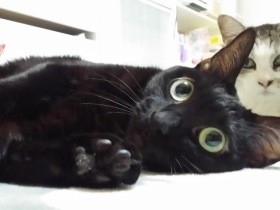 店に迷い込んだ子猫　捨てるという上司に「私が飼う」と宣言した