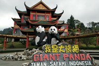 インドネシア初のパンダを受け入れたタマン・サファリ