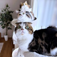 仲良しきょうだい（手前から）こたろうくん、しらたまちゃん、つくねちゃん（画像提供：こたとつーちゃんと時々おたまさん）