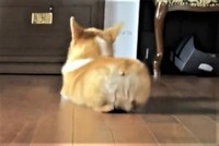 第1段階「伏せ（グー）」（「コーギーれいさら@成長日記」さん提供、Twitterよりキャプチャ撮影）