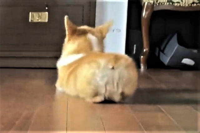 第1段階「伏せ（グー）」（「コーギーれいさら@成長日記」さん提供、Twitterよりキャプチャ撮影）