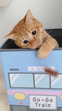 猫じゃらしに夢中