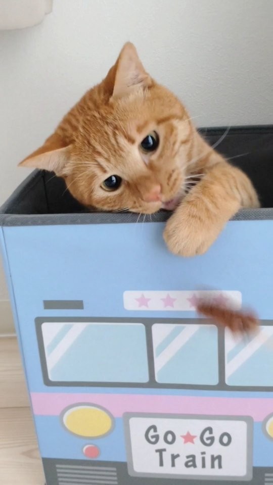 猫じゃらしに夢中