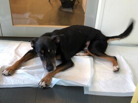 本当に静かになるの？　分離不満で鳴き続ける保護犬、解決策は「そばにいてあげる」