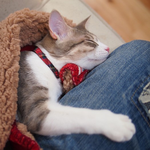 足にしがみつく可愛らしさがたまらない