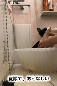 初めての入浴。洗っている間は動かず、とてもおりこうさんでした（藤田敬子さん提供、Instagramよりキャプチャ撮影）