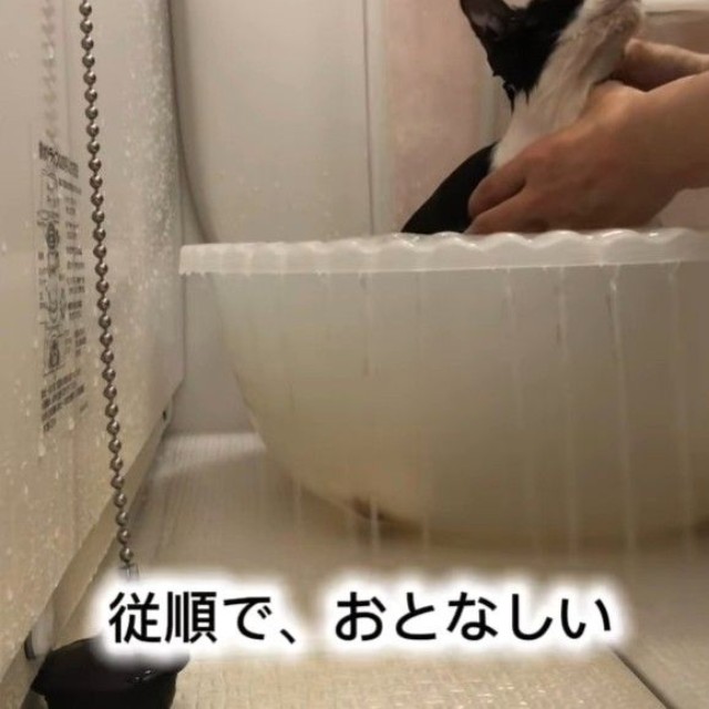 初めての入浴。洗っている間は動かず、とてもおりこうさんでした（藤田敬子さん提供、Instagramよりキャプチャ撮影）