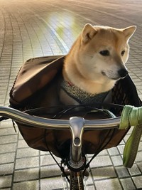 自転車で公園へ！　飼い主さんの方に向いて座るのがまた可愛い（提供：T.Katsumiさん）