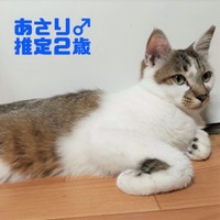 上手にできない香箱座りを横から見ると、こんな感じです