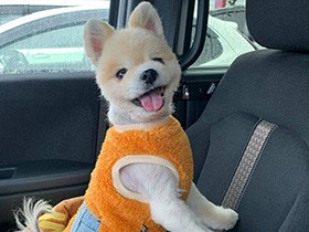 お姉ちゃんまだかな～　車で待ってるよ！気づいてね！　ポメラニアン「めい」