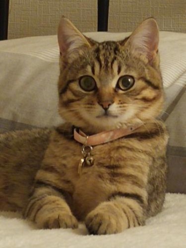 家にきたころの「もも」