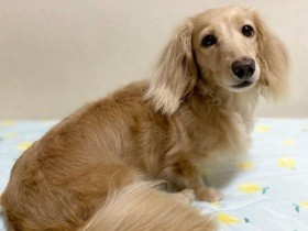 どう？さらふわでしょ　シャンプーを終えてすっきりなミニチュアダックス「あかり」