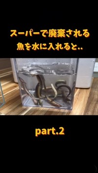 今度はすべて入れてみると、動くどじょうが！（「エマスちゃんねる / EMAS CHANNEL」さん提供、Instagramよりキャプチャ撮影）