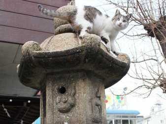 愛嬌たっぷりに参拝者をお出迎え　若宮八幡宮のちびび