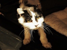 家を失って人間不信になった母猫　新しい家族と出会い、再び甘え上手な家猫になった