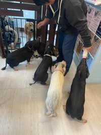 癒され亭の動物たち。これでもほんの一部です！（提供：ミサママ(癒され亭の園長さん）