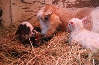 小柄なあられが頑張った