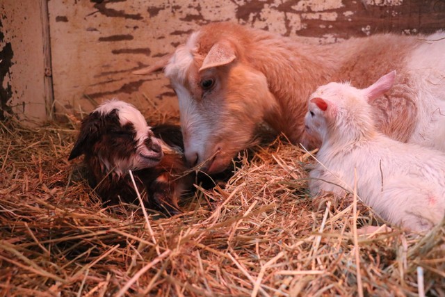 小柄なあられが頑張った