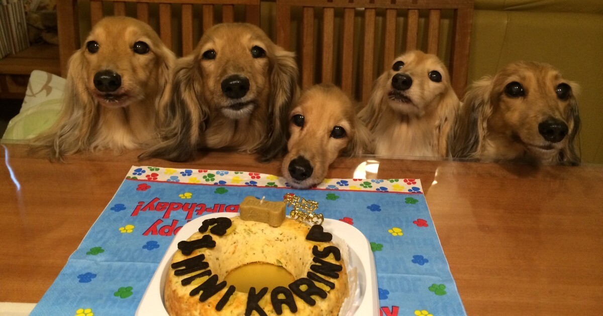 出産から看取りまで ダックスの 大家族 に寄り添い続けた動物看護師の誓い 犬 猫との幸せな暮らしのためのペット情報サイト Sippo