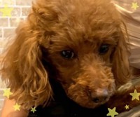 はじめての譲渡会でのゆずちゃん。緊張していました