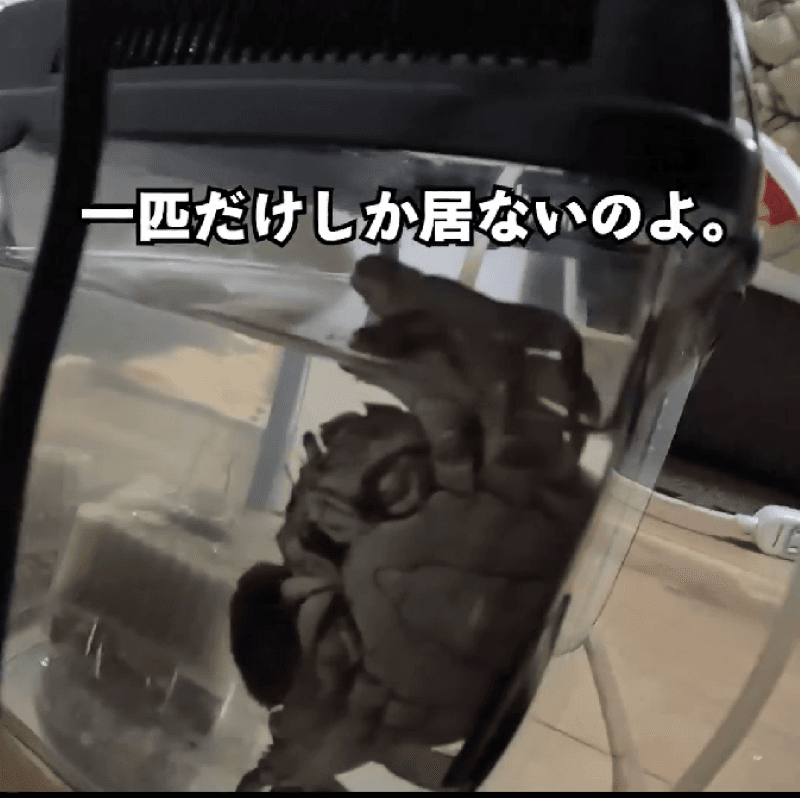 3匹つかまえたのに…