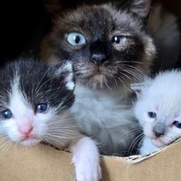 子猫たちは、出産用の段ボール小屋からちょいちょい顔を出すようになりました。