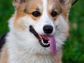 夏到来！注意したい熱中症　症状と対策、なりやすい犬種や猫種は？