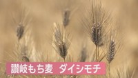 讃岐もち麦 ダイシモチ