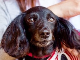 ペット店の子犬にも親がいる　元繁殖犬がようやくつかんだ幸せ