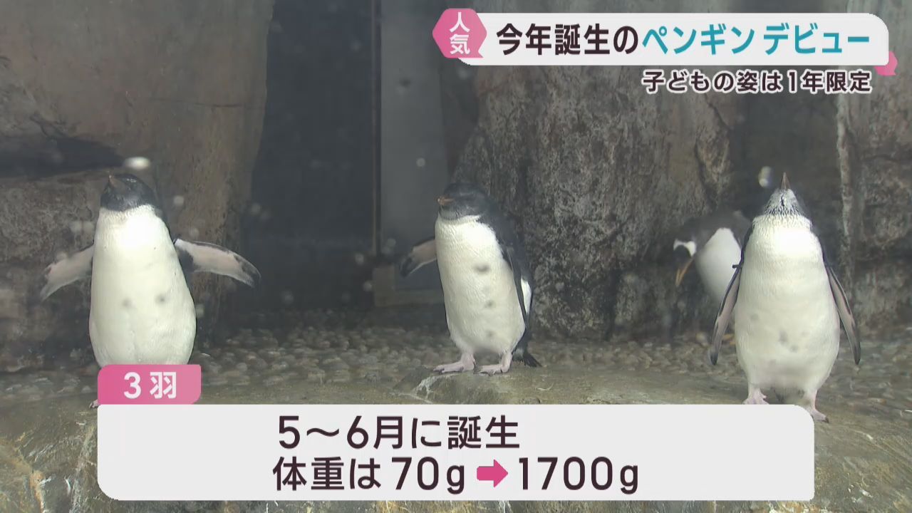 ミナミイワトビペンギン３羽の子どもが人気を集める　仙台うみの杜水族館