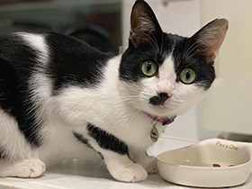 食べ終わるまで、そこで見ててよ？　白黒はちわれ「プティ」　