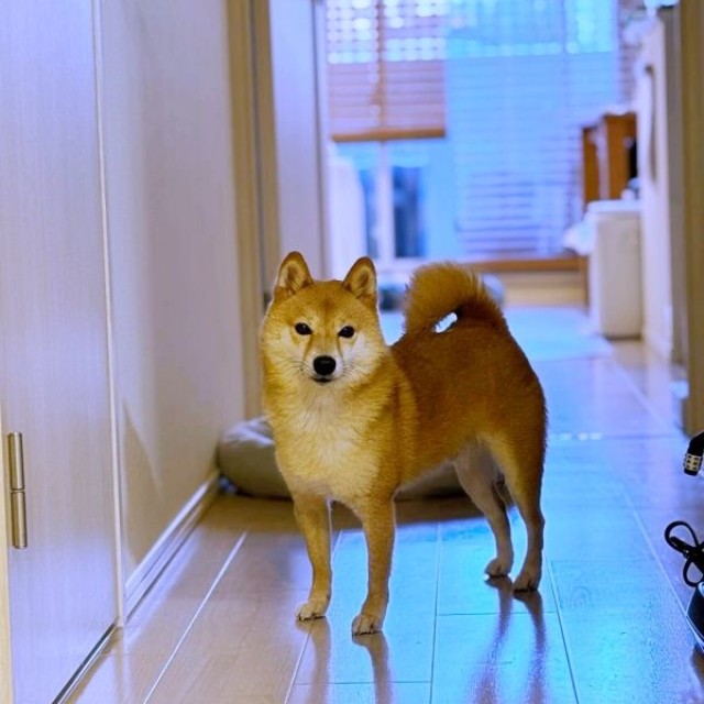 飼い主さんを見送るケンタくん（画像提供：ケンタさん）