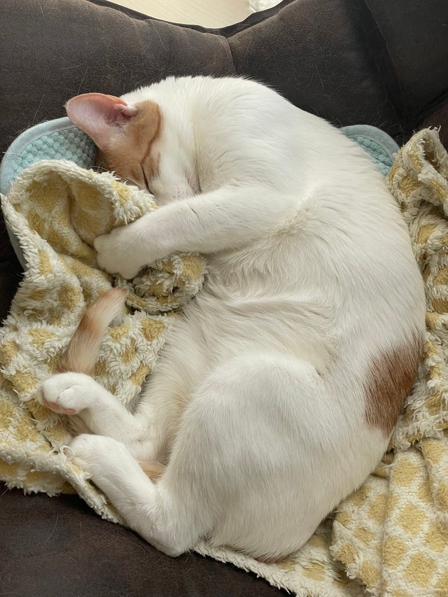 すやすや（画像提供：鯖の味噌煮。さん）