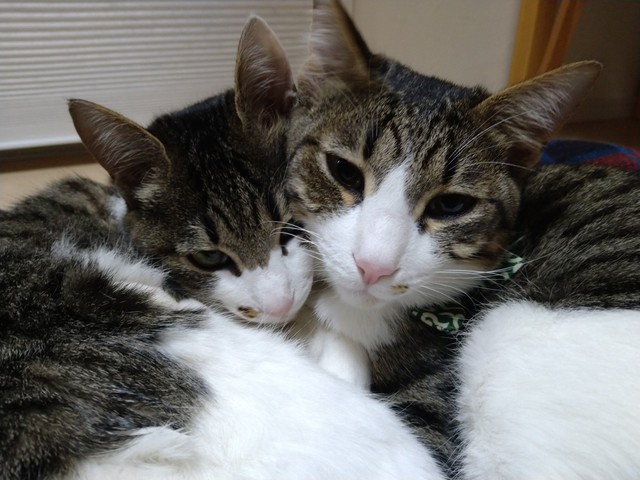 寄り添うワカちゃんとヤマくん㊨（提供写真）