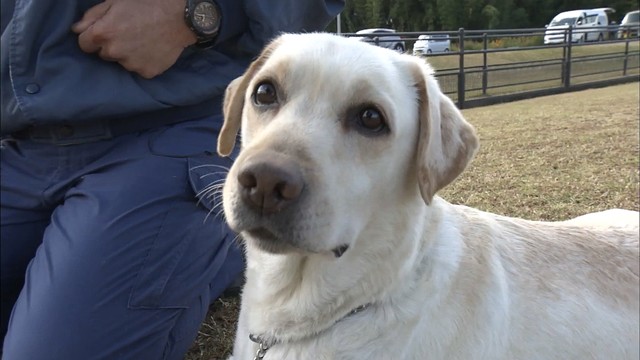 【香川の「平成」③】ずっこけ犬「きな子」の物語は続く　孫娘も才能開花
